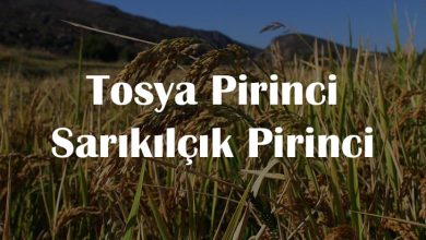 Tosya-Pirinci-Sarikilcik-Pirinci